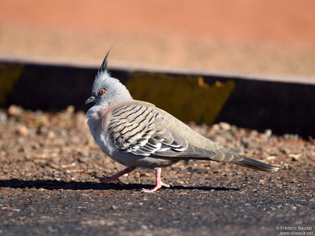 Crested Pigeonadult, walking