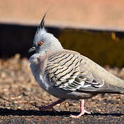 Crested Pigeon