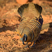 Spinifex Pigeon