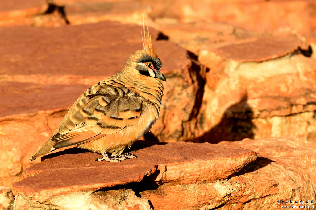 Spinifex Pigeonadult