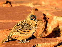 Spinifex Pigeon