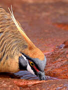 Spinifex Pigeon