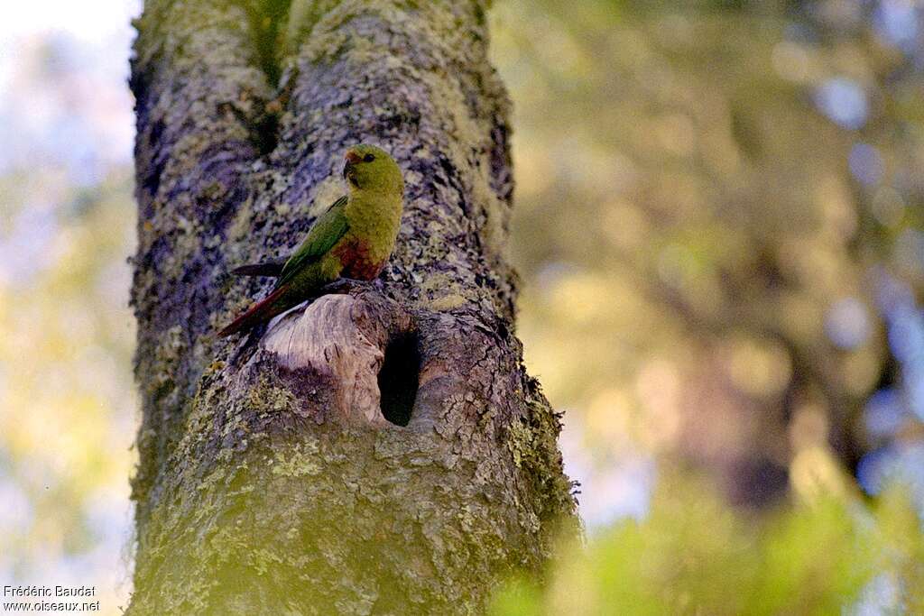 Conure magellaniqueadulte, Nidification, Comportement