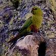 Conure magellanique