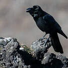 Corbeau à gros bec