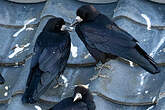Corbeau freux