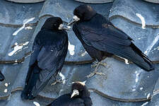 Corbeau freux