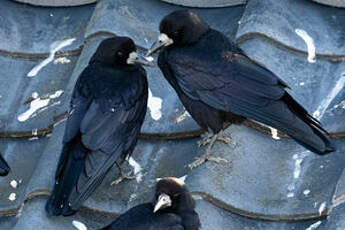 Corbeau freux