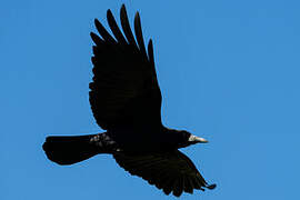 Rook