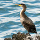 Cormoran de Temminck