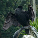 Cormoran noir