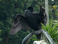 Little Black Cormorant