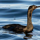 Cormoran pélagique