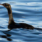 Cormoran pélagique
