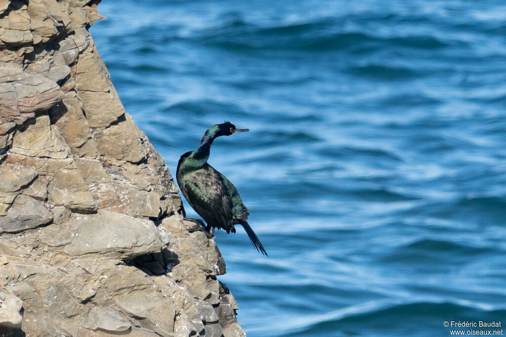 Pelagic Cormorantadult post breeding