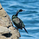 Cormoran pélagique