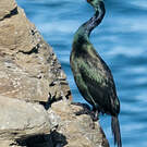 Cormoran pélagique
