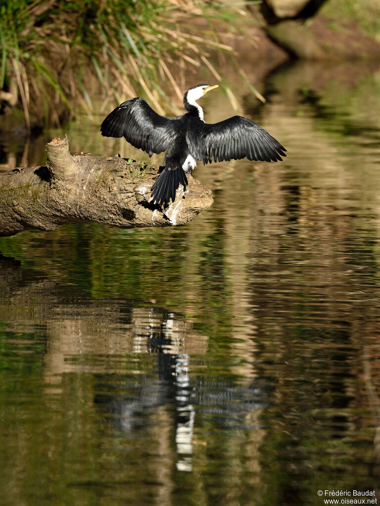 Little Pied Cormorantadult