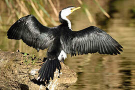 Little Pied Cormorant