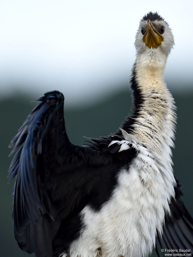 Little Pied Cormorantadult, close-up portrait