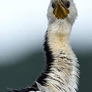 Cormoran pie