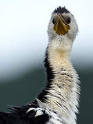 Little Pied Cormorant