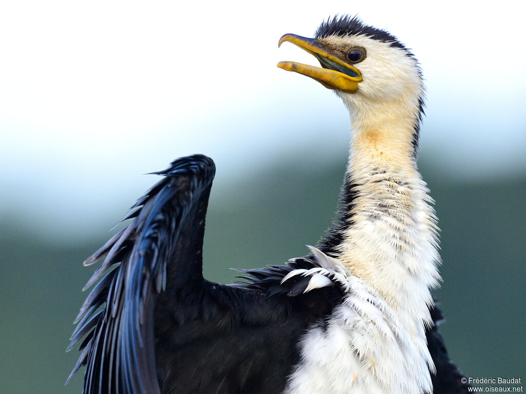 Little Pied Cormorantadult, close-up portrait