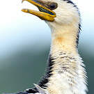 Cormoran pie