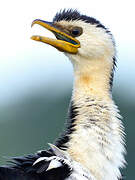 Little Pied Cormorant