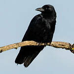 Corneille noire