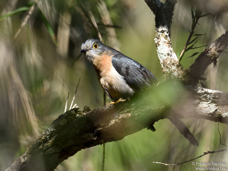 Fan-tailed Cuckoo male adult