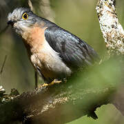 Fan-tailed Cuckoo