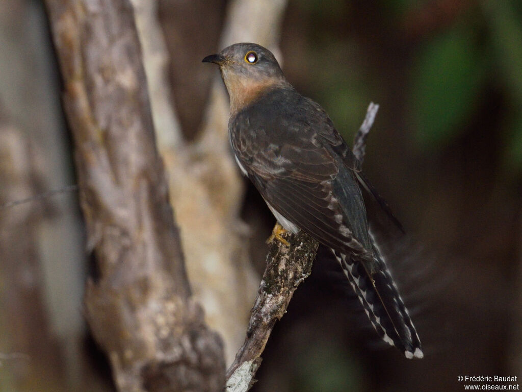 Fan-tailed Cuckooadult