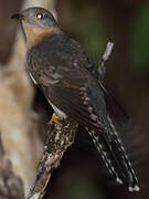 Fan-tailed Cuckoo