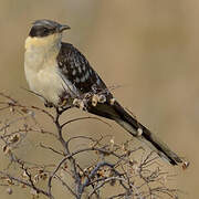 Great Spotted Cuckoo