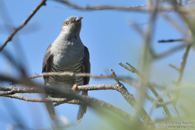Common Cuckoo male adult, song
