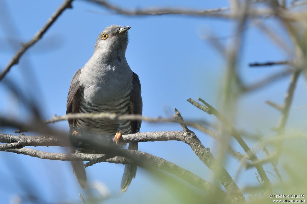 Coucou gris mâle adulte, chant