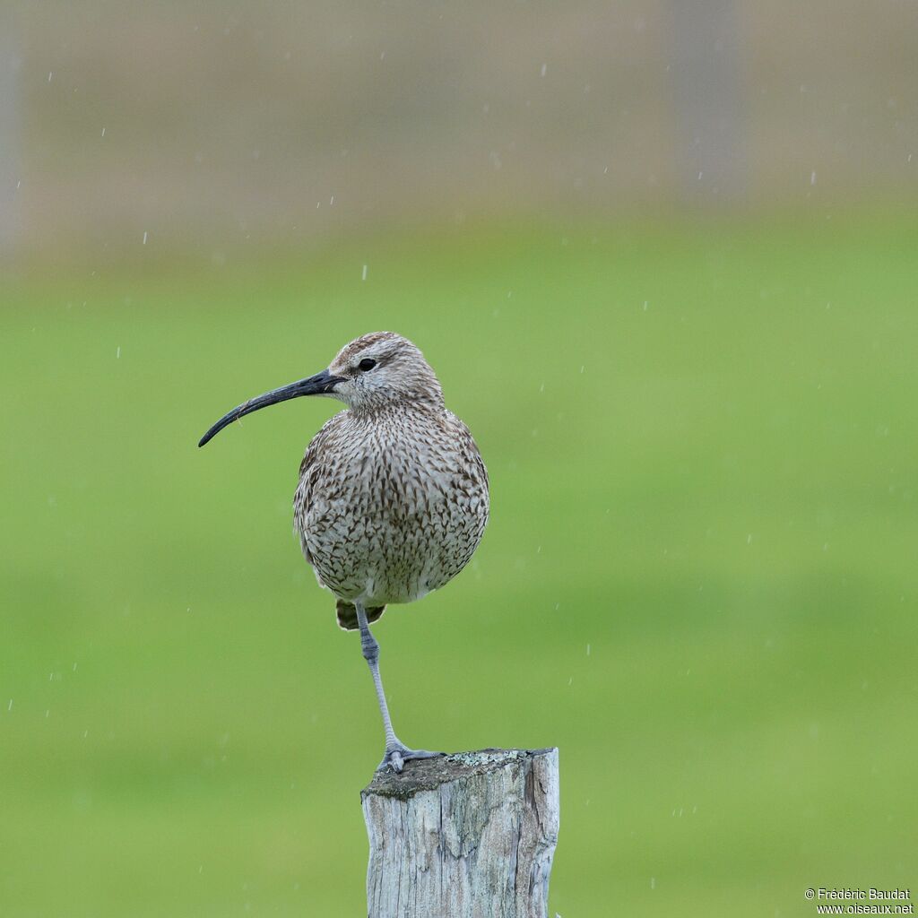 Whimbreladult, identification