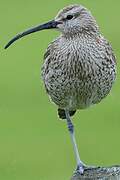 Eurasian Whimbrel