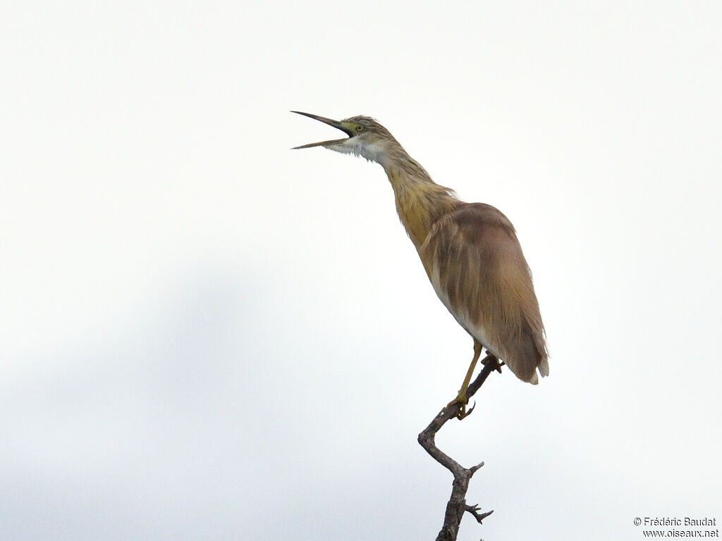 Crabier chevelu