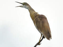 Squacco Heron