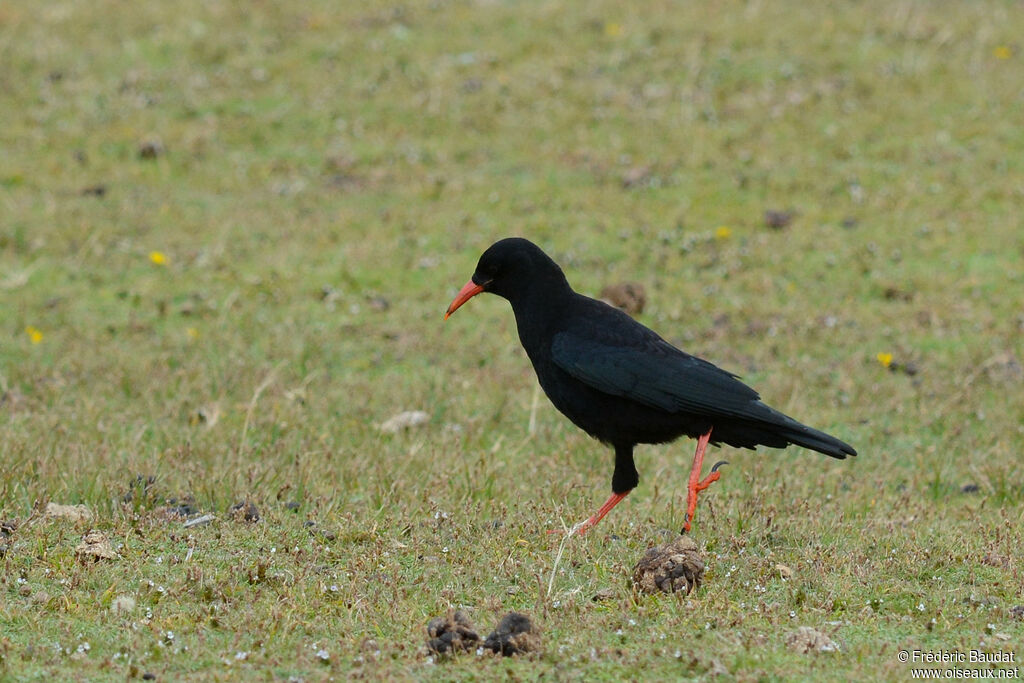 Red-billed Choughadult, walking