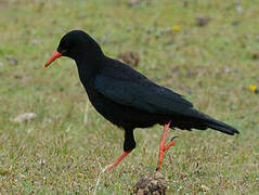 Red-billed Chough