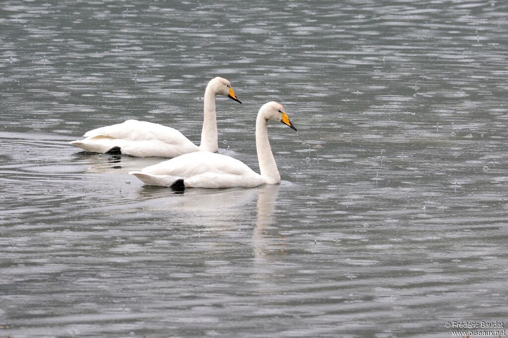 Whooper Swanadult, swimming