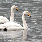 Whooper Swan