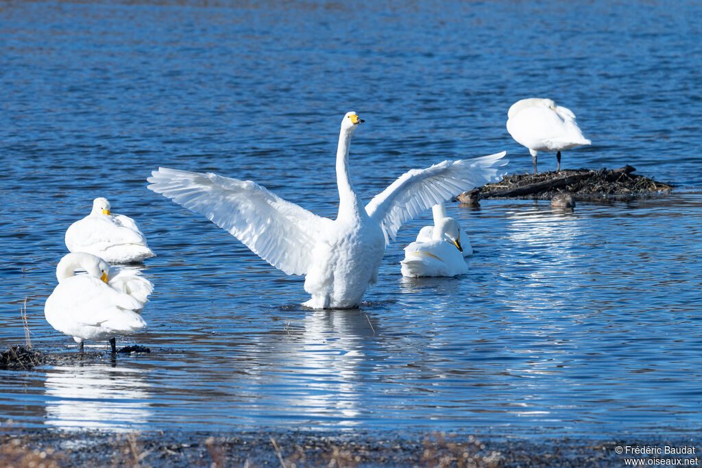 Whooper Swanadult