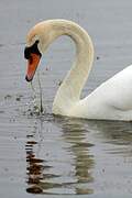 Mute Swan