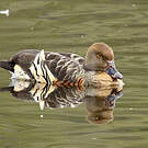 Dendrocygne d'Eyton