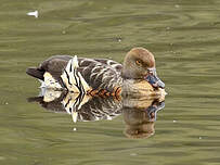 Dendrocygne d'Eyton