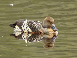 Dendrocygne d'Eyton